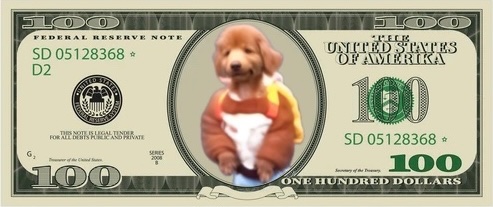 Teddy Drip Image