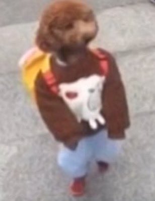 Teddy Drip Image