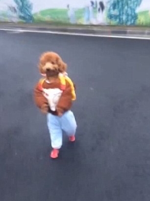 Dog Wif Pants Meme