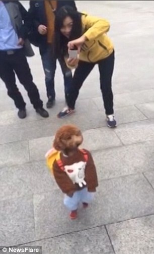 Real Teddy Image 2